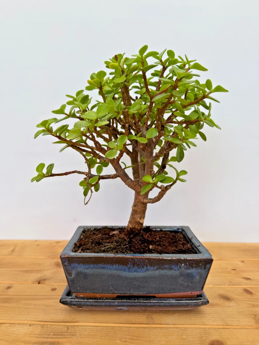 Saccharum Officinarum Samen Zuckerrohr Samen Saccharum Officinarum - 130  Stck Winterharte Bonsai Obstbaum Samen Fr Garten & Deko