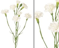 Nelken Kunstblume Dianthus 63Cm Mit Weiß Farbigen 7 BlüTen Von Ibizanos.Com