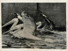 1960 Press Photo Pelicans in the Paris Zoo, France - hpa48026