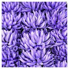 Bulk pack of 36 Purple Single Mum Silk Flowers (£0.94 each) - Clearance