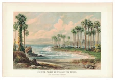 1898 Antique Chromolithograph Palm Trees Ceylon Sri Lanka Tropical Beach