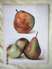 Vintage Print,PEARS, Chromolitho,1890, May RIVERS,Illust., Catillac & More