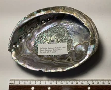 Haliotis fulgens.  Santa Barbara California.  Great Shape  160mm.