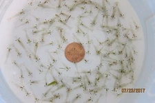 50+ Live Freshwater Ghost Shrimp; FREE SHIP FedEx Air -cold weather no problem