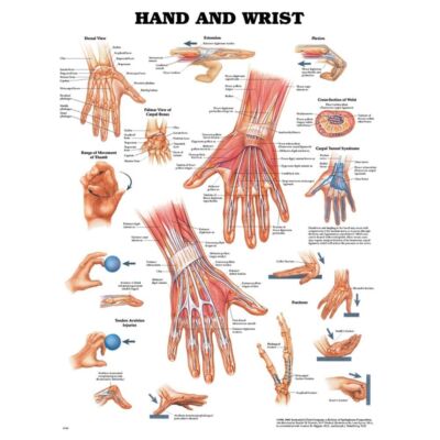 MILS Hand & Wrist Anatomical Chart 20'' x 26''