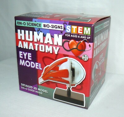 Ein-O-Science Bio Signs Human Anatomy Biology Detailed 3-D Eye Model