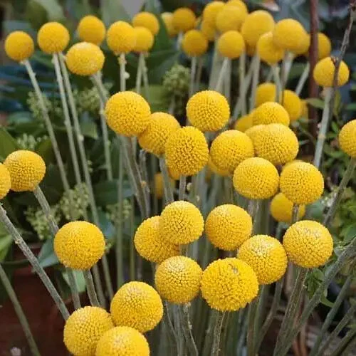 BILLY BUTTON FLOWER SEEDS Pycnosorus globosus Billy Button Flower Seeds - Picture 1 of 1