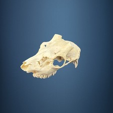 579SKU Teschio di cervo, montaggio corna, palco diametro 25mm