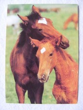Postkarte Ansichtskarte Tiere alt aus Sammlung Pferde Fohlen unbeschrieben EVP