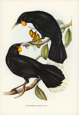 John Gould Birds of Australia Lithograph Ornithology Zoology Print Wall Art
