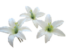 Three 3.5 " Cream White Lily Silk Flower Hair Clips Lot, Wedding, Prom, Dance