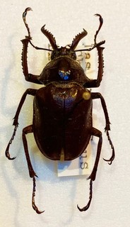 Chiasognathus jousselinii (Chile) male 32 mm