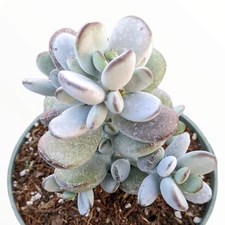 Cotyledon orbiculata 'Ping Pong' Succulent Plant