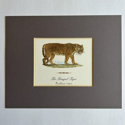 The Bengal Tiger Matted Print Thomas Bewick Art Tigers Panthera Tigris - France