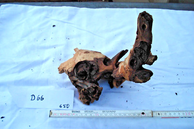 1 Posten Mopani Wurzel Driftwood Eisenholz Wurzelholz Tillandsienholz  D 66