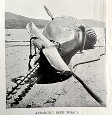 Harpooning Blue Whale Got Him 1926 Nautical Antique Print Whale Hunting DWW4B