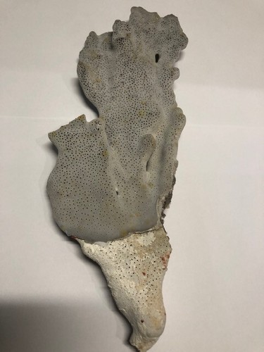 Raritäten echte blaue Koralle Meerschnecke Seepocke Muschel Seepferdchen Deko - Bild 5 von 24