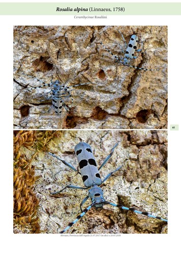 I Cerambycidae - Coleotteri "longicorni" (Collana Fotografando la Natura) - Foto 4 di 12