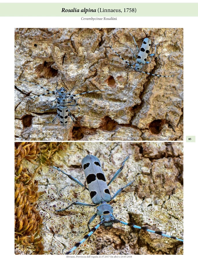 I Cerambycidae - Coleotteri "longicorni" (Collana Fotografando la Natura) - Immagine 4 di 4