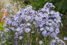 Aster 'Little Carlow 'dainty lilac blue daisies 9cm pots .