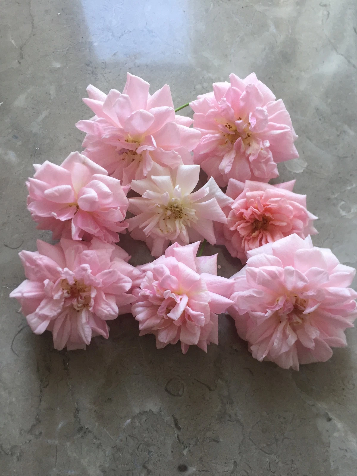 Rose Cuttings - Thumbnail 2