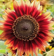 INDIAN BLANKET SUNFLOWER SEEDS 30+ annual FLOWER garden BEES birds FREE SHIPPING