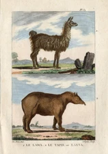 Antique Print-LAMA-LLAMA-TAPIR-CAMELID-Buffon-1822