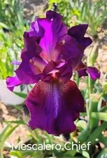 Tall Bearded Iris Rhizome ~ "MESCALERO CHIEF" ~ Fresh and Healthy