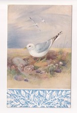Common Gull, bird - old artistic postcard by Roland Green