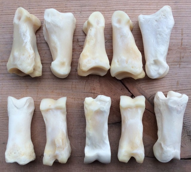 10 Elk First Proximal Phalanx Bones Phalanx Knuckle Bones Phalanges