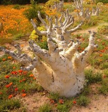 Cyphostemma juttae wild grape , 6 seeds