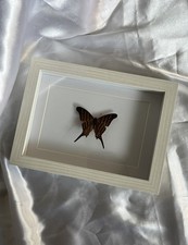 Echter Schmetterling Deko Edelfalter Bilderrahmen Holzrahmen Weiß