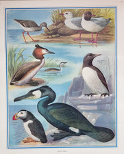 VINTAGE MACMILLAN SCHOOL EDUCATIONAL WATER BIRDS POSTER 21" X 17"