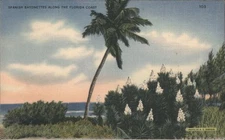 Spanish Bayonettes Along The Florida Coast Tichnor R. E. Simpson Postcard