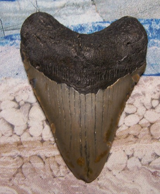 #ad MEGALODON Shark Tooth 3 1 2quot; sharks teeth BIG jaw fossil REAL megladon $65.00