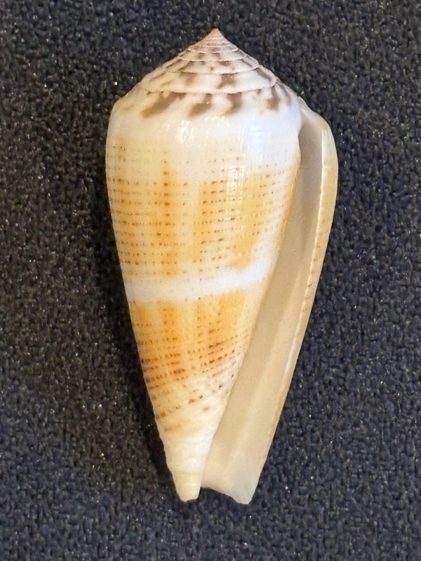 Magician's Cone Shell (Conus magus) from Philippines