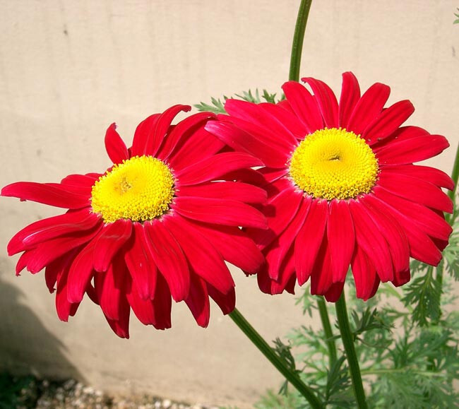 Mosquito Repellent Plants 2000+ Pyrethrum Tanacetum Coccineum Seeds ...