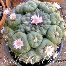 Rara Mezcla Suculenta - México