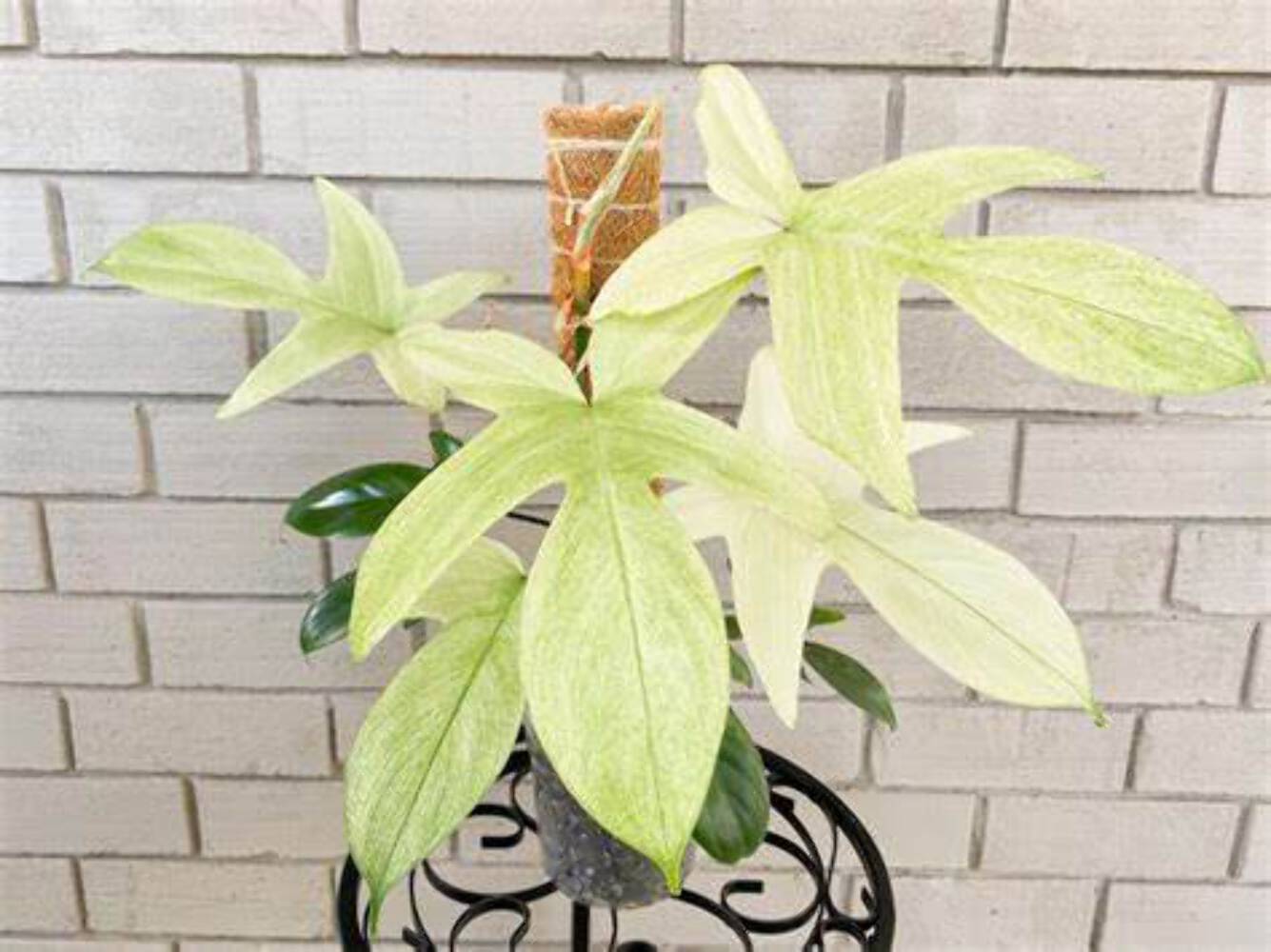 Philodendron Florida Ghost – Rare Variegated Aroid Starter Plant, Live Indoor Tr