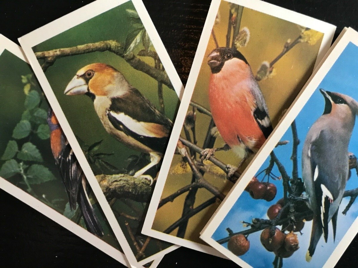 black cat cigarette cards British Birds Craven Black Cat Cigarette Cards