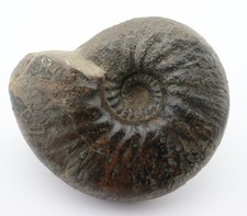 Ammonite, Prodichotomites sp., Cretaceous, Valangine, Hollwede, Germany -L744