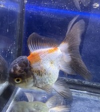 LIVE TROPICAL Fish-Thai Oranda Goldfish Long Tail 4 Inch Pond
