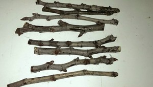 039-Hardy-Chicago-Fig-Cuttings-039-2-Cold-Hardy-and-Tasty-Variety