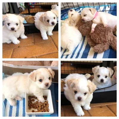 gumtree chihuahua dogs for sale