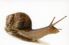 Common Garden Snail Helix aspersa , 2024--New POSTCARD