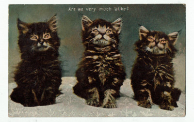 3 süße Kätzchen. Sind wir uns sehr ähnlich? Posted 1908