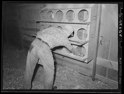 Photo:Lancaster County Pennsylvania Herbert Royer 1938 Egg Collection Farm