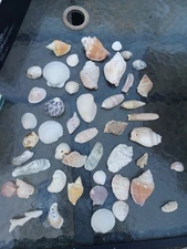 47 Sea Shells Seashells Vintage Found at least 50 years ago all different styles