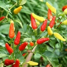 Tabasco Pepper Seeds | Heirloom / Non-GMO | Free Shipping | Seed Store | 1015