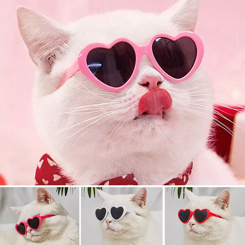 Download Glasses Cute Cat Pfp Wallpaper